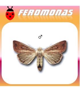 Feromonas para PSEUDALETIA (MYTHIMNA) UNIPUNCTA Defoliadora de maiz