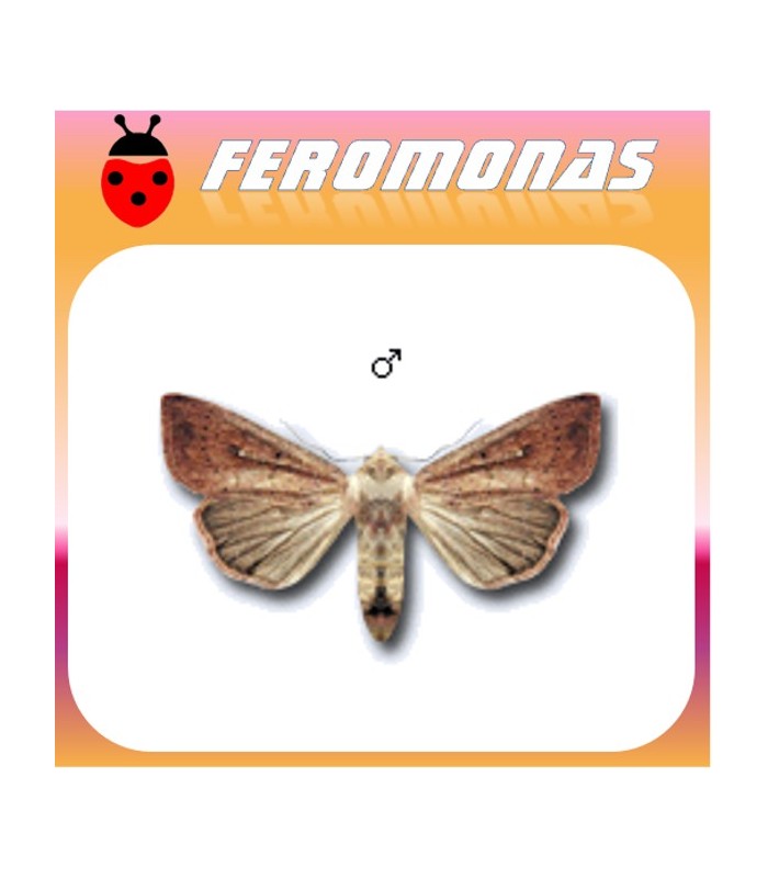 Feromonas para PSEUDALETIA (MYTHIMNA) UNIPUNCTA Defoliadora de maiz