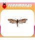 Feromonas para PRAYS CITRI Prays del limonero