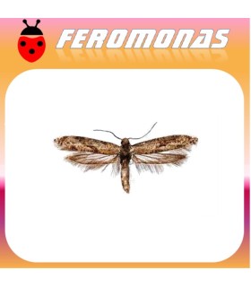 Feromonas para PRAYS CITRI Prays del limonero
