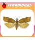 Feromonas para PLATYNOTA STULTANA Rosquilla omnívora