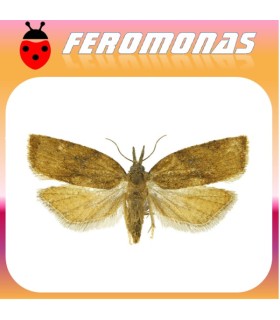 Feromonas para PLATYNOTA STULTANA Rosquilla omnívora