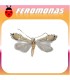 Feromonas para PHYLLOCNISTIS CITRELLA Minador de los cítricos