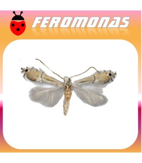 Feromonas para PHYLLOCNISTIS CITRELLA Minador de los cítricos