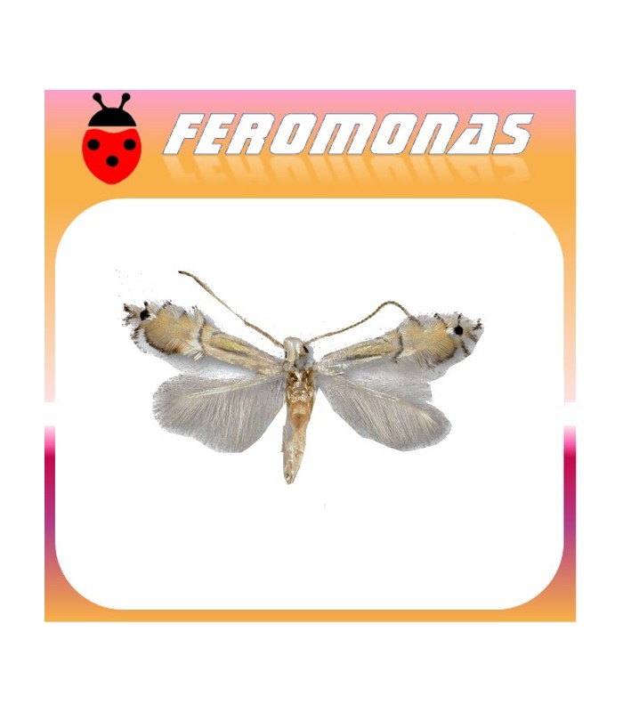 Feromonas para PHYLLOCNISTIS CITRELLA Minador de los cítricos