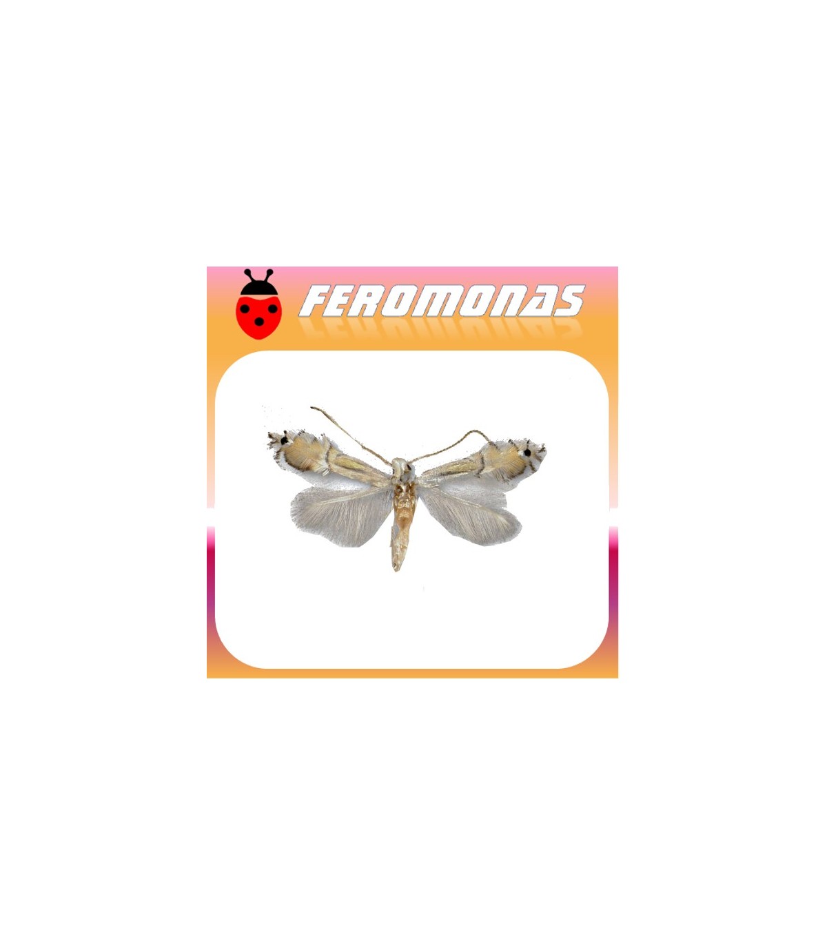 Feromonas para PHYLLOCNISTIS CITRELLA Minador de los cítricos