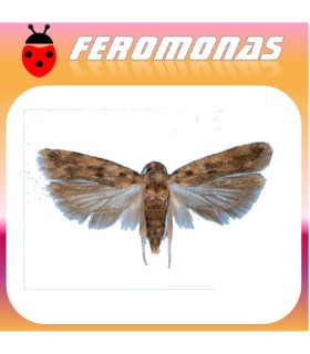 Feromonas para PECTINOPHORA GOSSYPIELLA Gusano rosa del algodonero