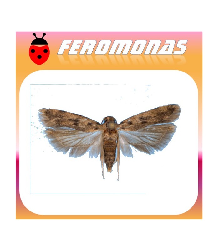 Feromonas para PECTINOPHORA GOSSYPIELLA Gusano rosa del algodonero