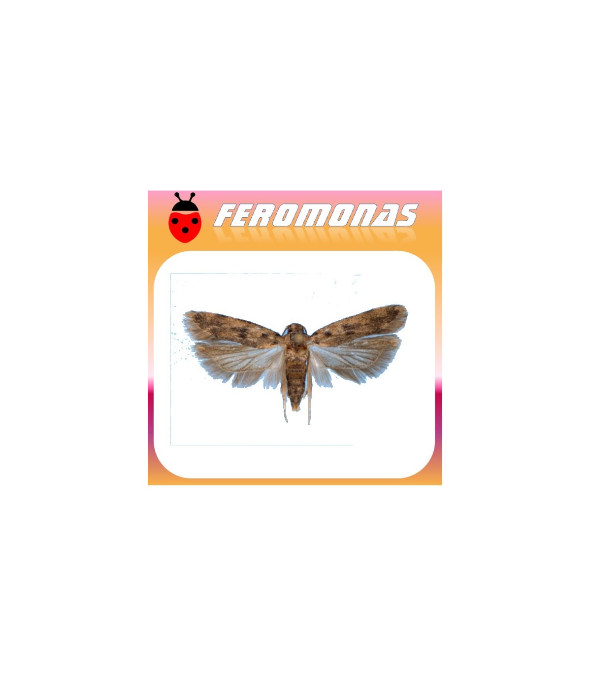 Feromonas para PECTINOPHORA GOSSYPIELLA Gusano rosa del algodonero