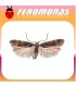 Feromonas para PHTHORIMAEA OCELLATELLA Polilla de la remolacha