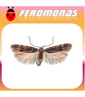 Feromonas para PHTHORIMAEA OCELLATELLA Polilla de la remolacha