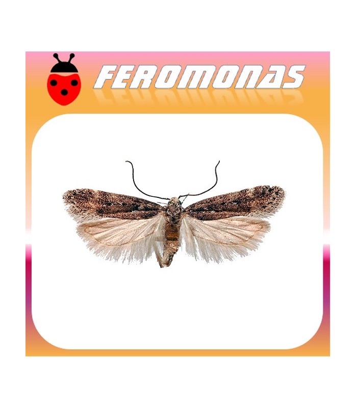 Feromonas para PHTHORIMAEA OCELLATELLA Polilla de la remolacha