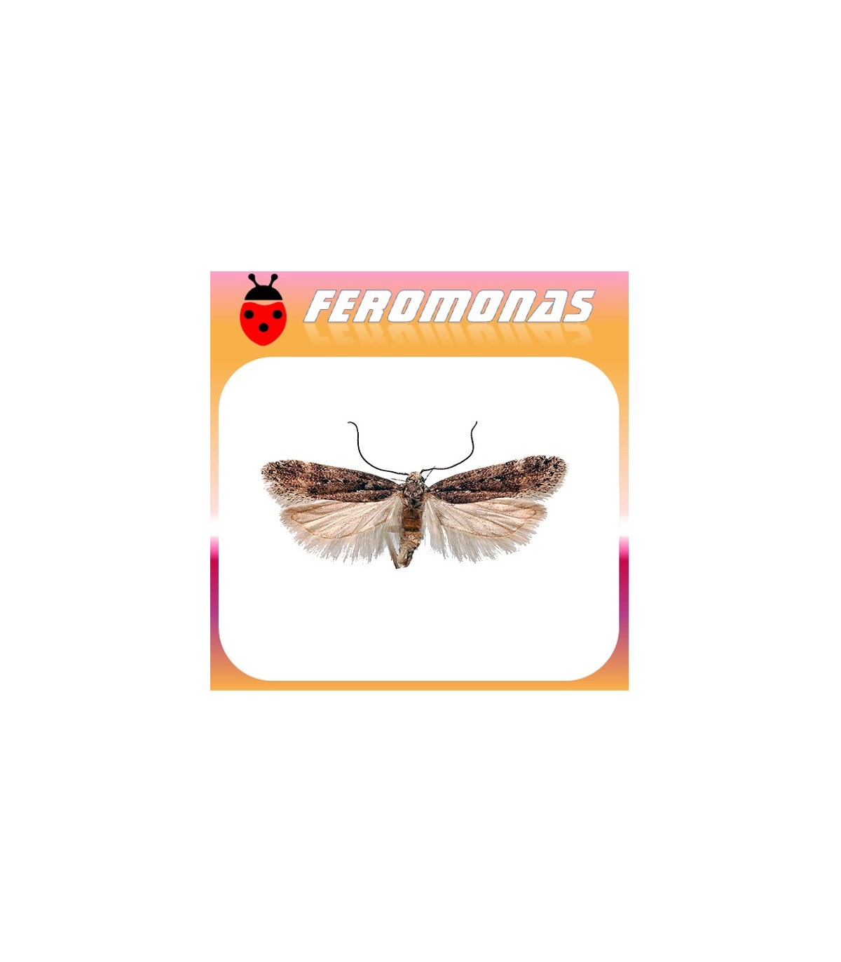 Feromonas para PHTHORIMAEA OCELLATELLA Polilla de la remolacha