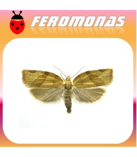 Feromonas para PANDEMIS RIBEANA Polilla tortrix
