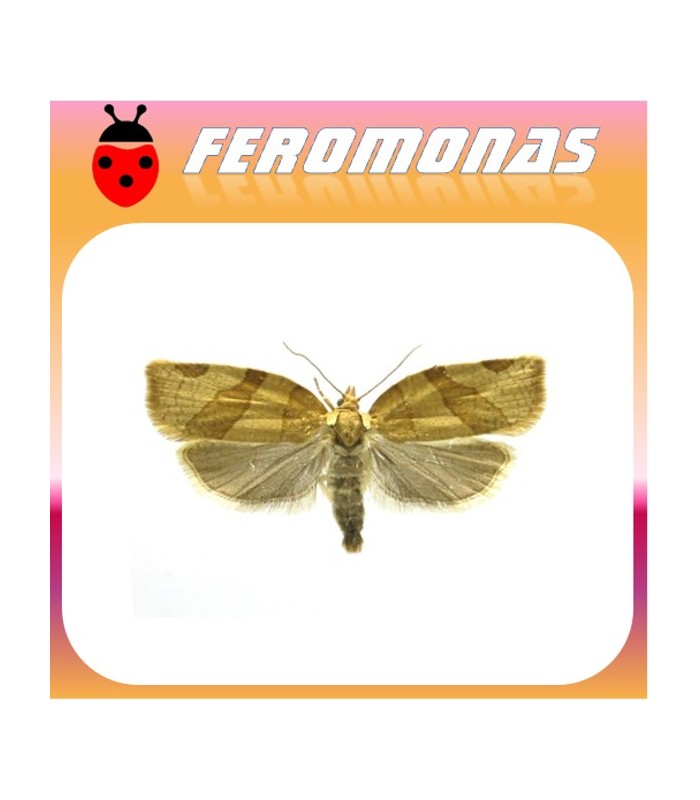 Feromonas para PANDEMIS RIBEANA Polilla tortrix