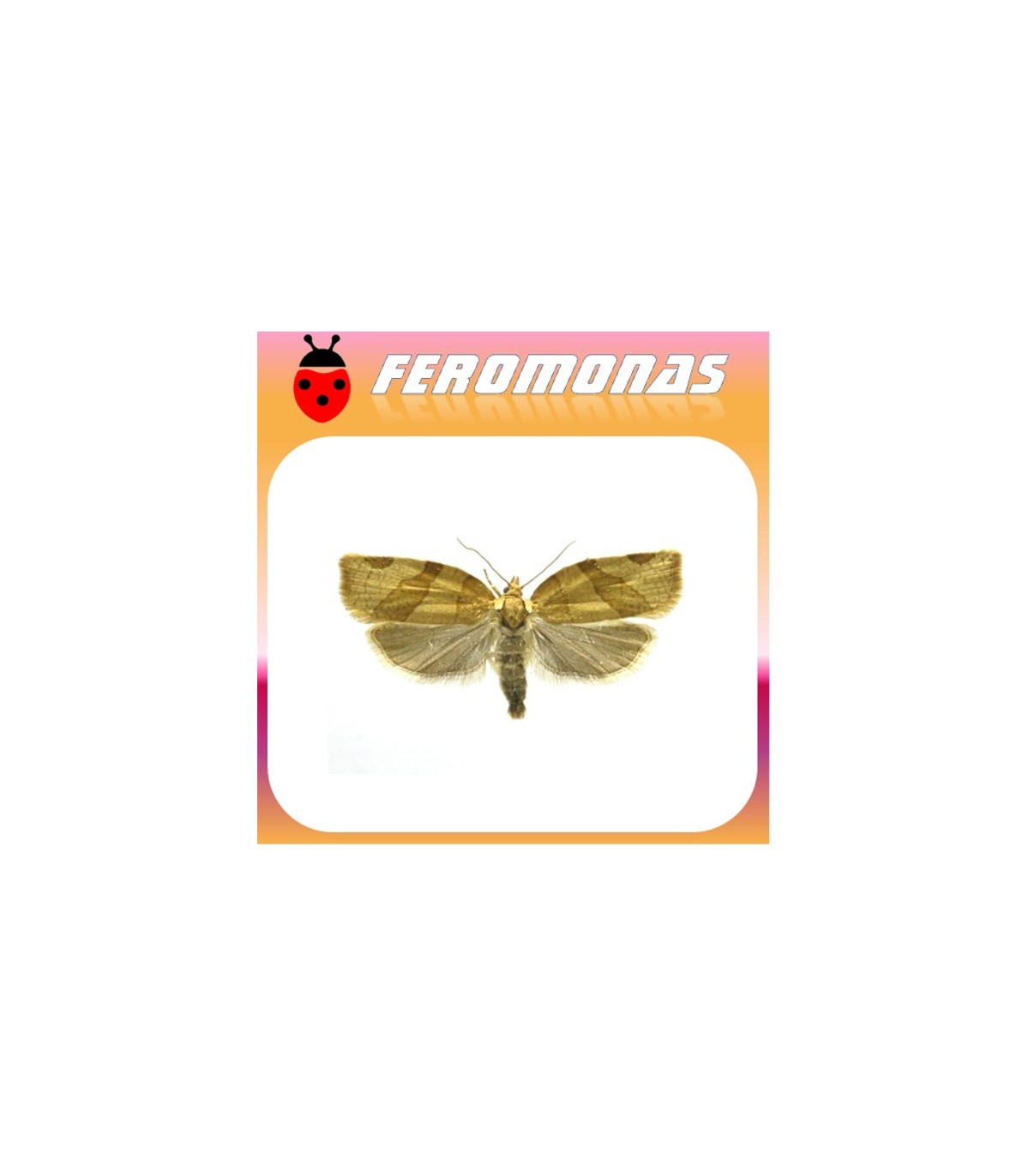 Feromonas para PANDEMIS RIBEANA Polilla tortrix