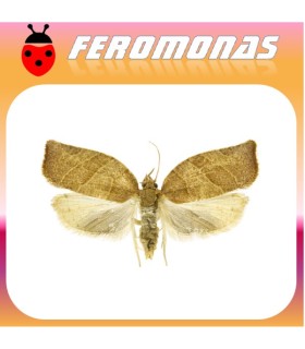 Feromonas para PANDEMIS LIMITATA Tortrícido