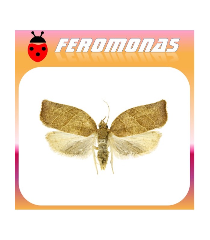 Feromonas para PANDEMIS LIMITATA Tortrícido