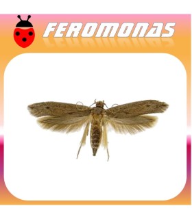 Feromonas para OPOGONA SACCHARIS OS3 Perforador de las ornamentales