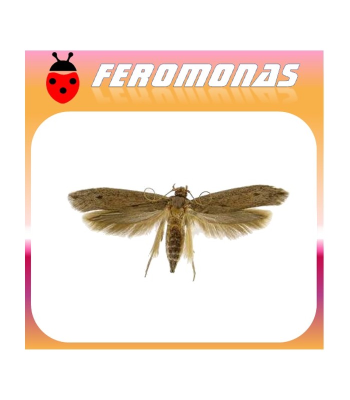 Feromonas para OPOGONA SACCHARIS OS3 Perforador de las ornamentales