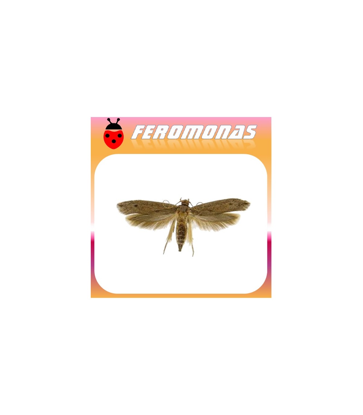Feromonas para OPOGONA SACCHARIS OS3 Perforador de las ornamentales