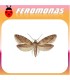 Feromonas para NEMAPOGON GRANELLUS Polilla del grano