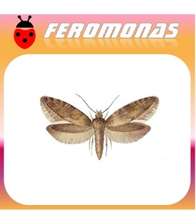 Feromonas para NEMAPOGON GRANELLUS Polilla del grano