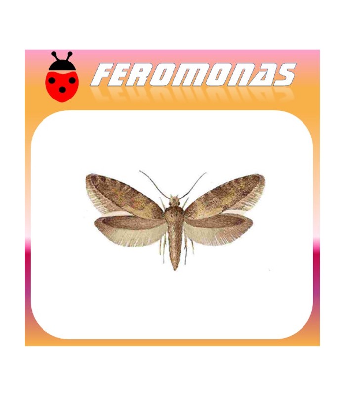 Feromonas para NEMAPOGON GRANELLUS Polilla del grano