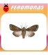 Feromonas para MAMESTRA OLERACEA Noctua de las hortalizas