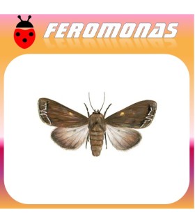 Feromonas para MAMESTRA OLERACEA Noctua de las hortalizas