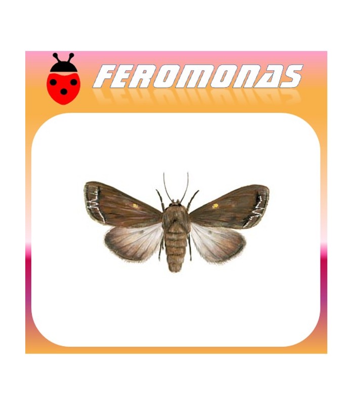 Feromonas para MAMESTRA OLERACEA Noctua de las hortalizas