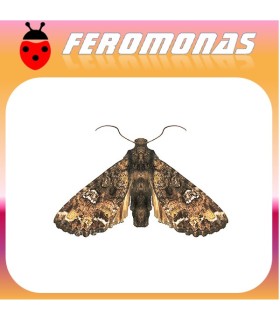 Feromonas para MAMESTRA CONFIGURATA Gusano de las crucíferas