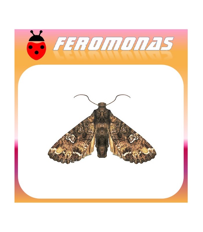 Feromonas para MAMESTRA CONFIGURATA Gusano de las crucíferas