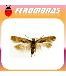 Feromonas PHTHORIMAEA OPERCULELLA  polilla patata