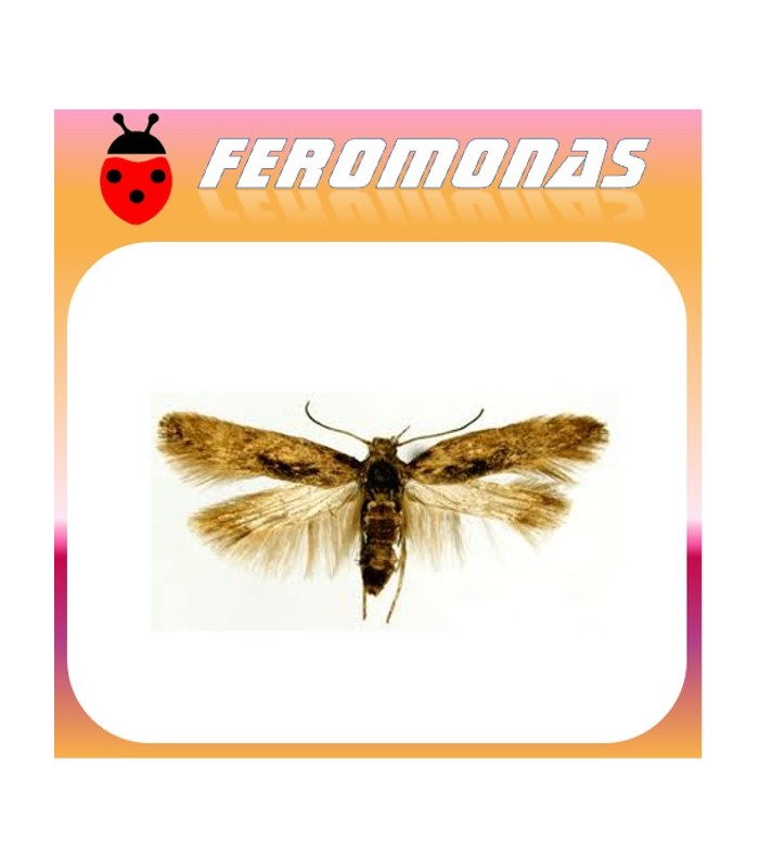 Feromonas PHTHORIMAEA OPERCULELLA  polilla patata