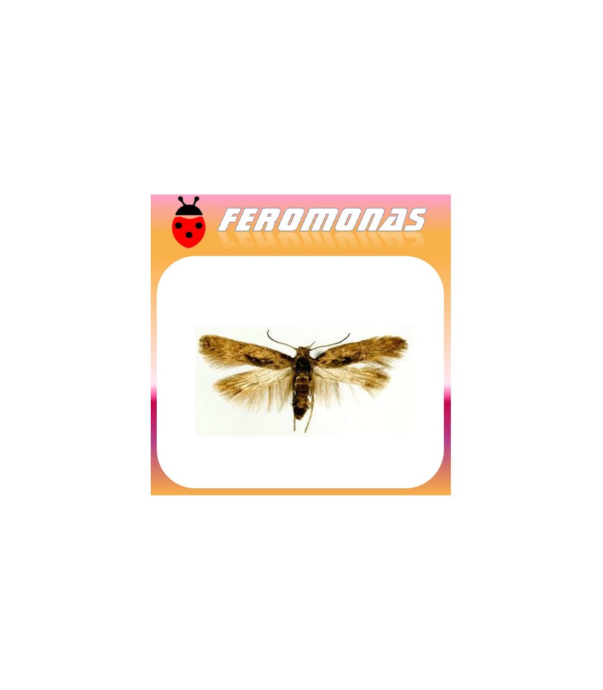 Feromonas PHTHORIMAEA OPERCULELLA  polilla patata