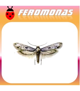 Feromonas PRAYS OLEAE (polilla del olivo) 40 días