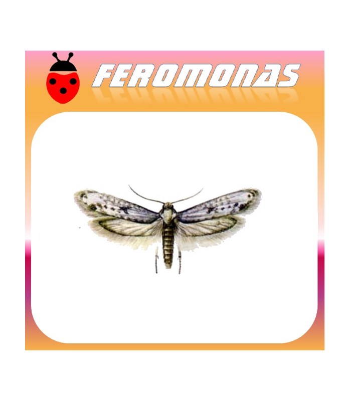 Feromonas PRAYS OLEAE (polilla del olivo) 40 días