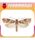 Feromona LOBESIA BOTRANA polilla del racimo