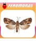 Feromonas para PARALOBESIA VITEANA Polilla del grano de uva