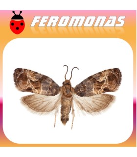 Feromonas para PARALOBESIA VITEANA Polilla del grano de uva