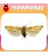 Feromonas para SITOTROGA CEREALELLA Palomilla de los cereales