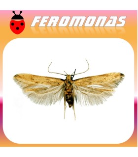 Feromonas para SITOTROGA CEREALELLA Palomilla de los cereales
