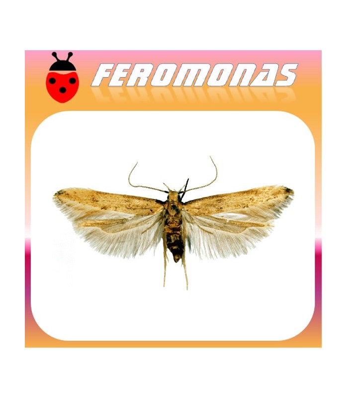 Feromonas para SITOTROGA CEREALELLA Palomilla de los cereales