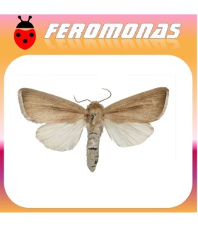 Feromonas para SESAMIA INFERENS Perforador púrpura