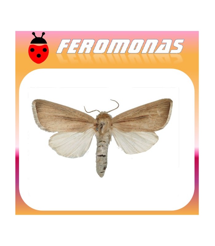 Feromonas para SESAMIA INFERENS Perforador púrpura