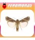 Feromonas para spodoptera frugiperda gusano de la acelga