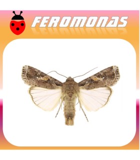Feromonas para spodoptera frugiperda gusano de la acelga