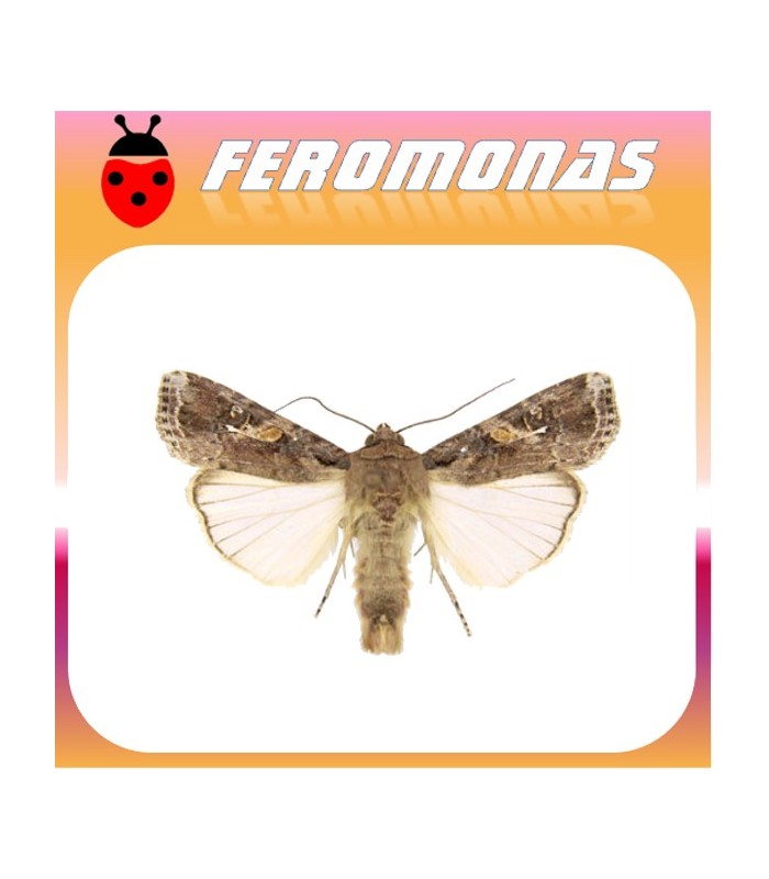 Feromonas para spodoptera frugiperda gusano de la acelga