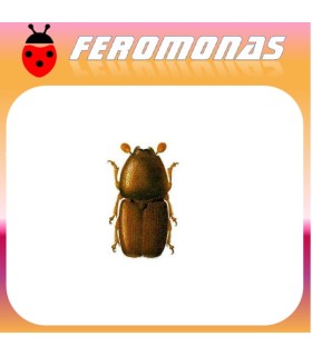 Feromonas para SCOLYTUS MULTRISTRIATUS Barrenillo del olmo